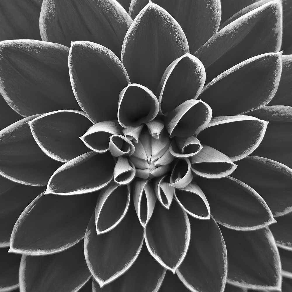 flower image