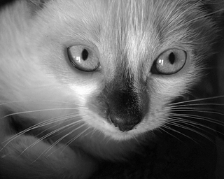 Cute cat
